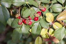 Load image into Gallery viewer, Alaskan High bush Cranberry Glass Bead Bracelet
