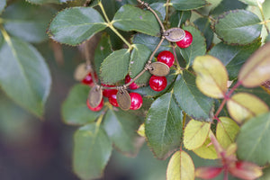 Alaskan High bush Cranberry Glass Bead Bracelet